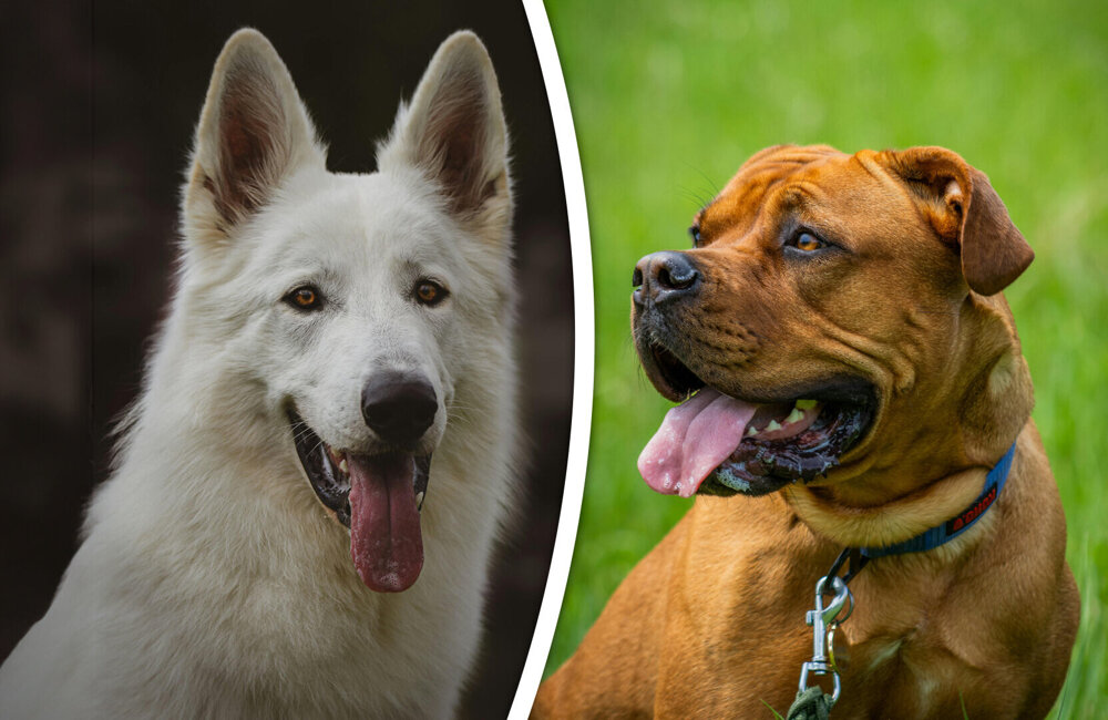 combi witte herder bordeaux.jpg