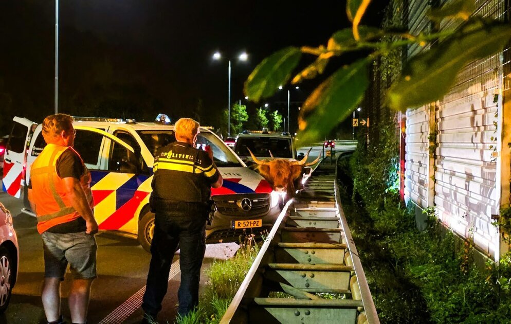 Schotse hooglanders op N3, weg tijdlang afgezet